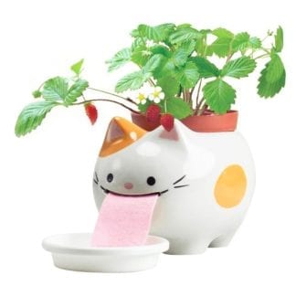 Peropon XL - Chat