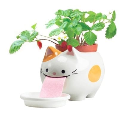Peropon XL - Chat