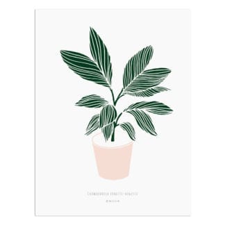 Affiche A4 - Plante
