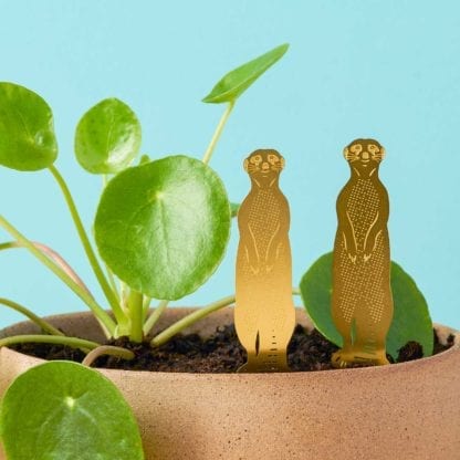 Déco pour plante - Suricate