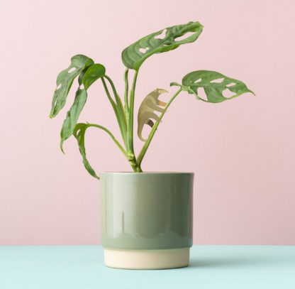 Déco pour plante - Fourmilier