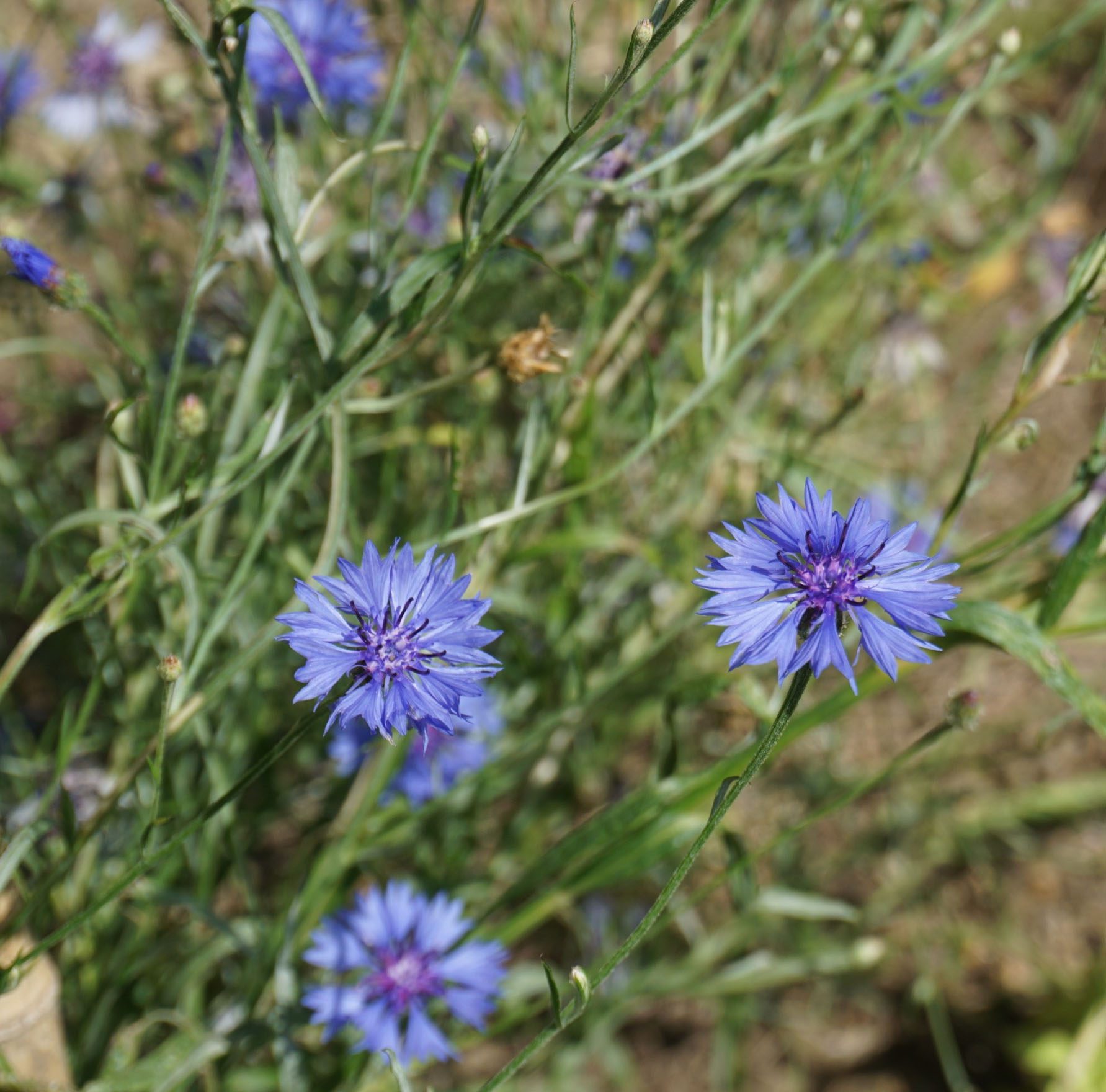 Sachet de graines - Parrain d'amour