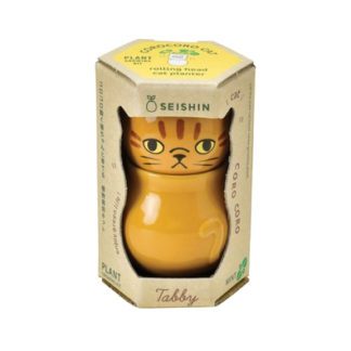 Corocoro - Chat roux